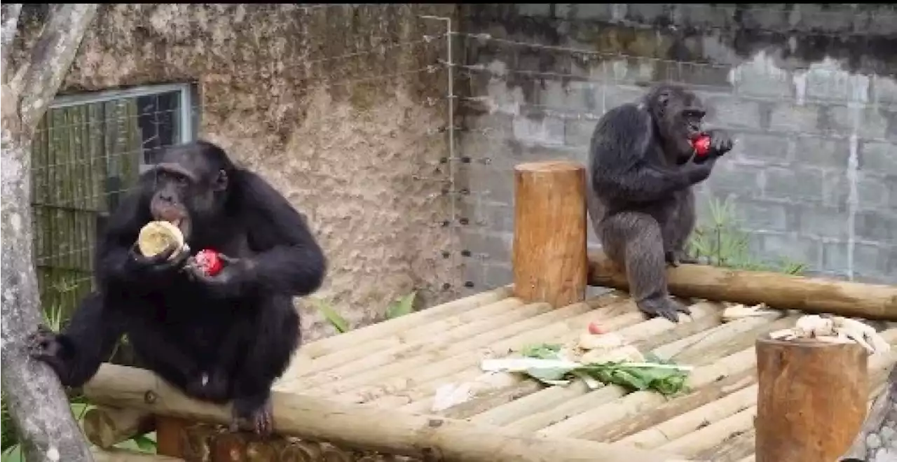 Procuraduría pidió al Bioparque Ukumarí claridad sobre muerte de chimpancés