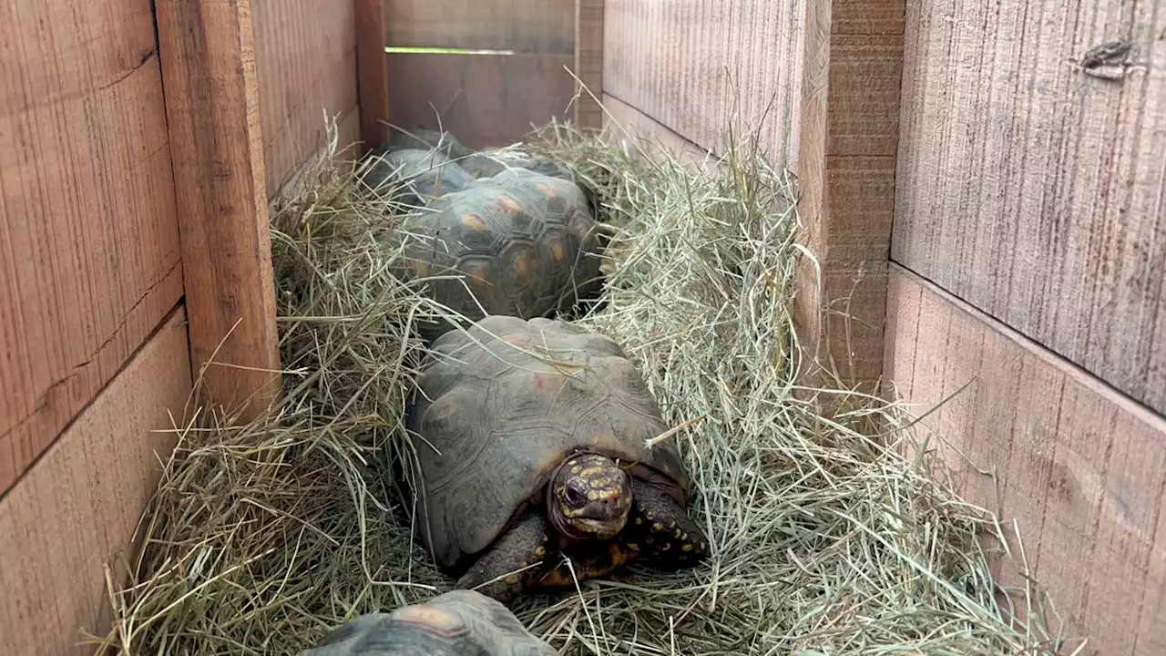 445 animales rescatados regresan a la libertad en el Casanare