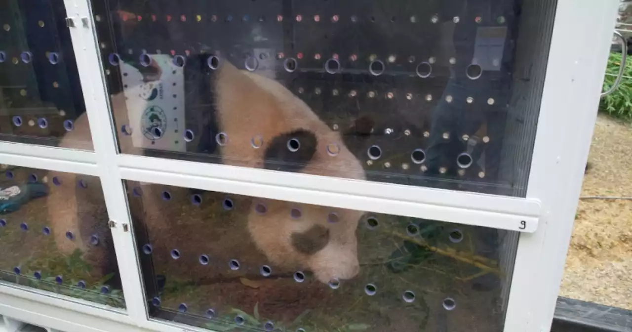 Fond farewell as first France-born panda heads to China