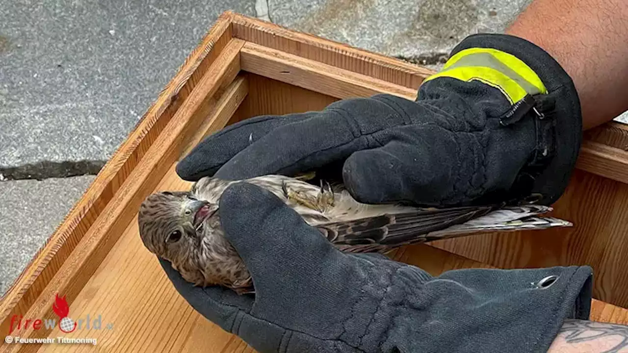 Bayern: Tierische Einsatz in Tittmoning → Jungfalke aus Kamin gerettet