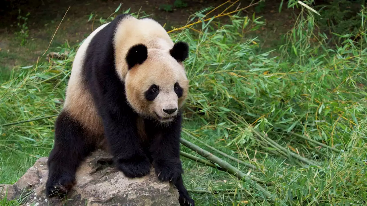 Zoo de Beauval : le panda géant Yuan Meng quittera le zoo mardi 25 juillet à 9 heures en direction de la Chine