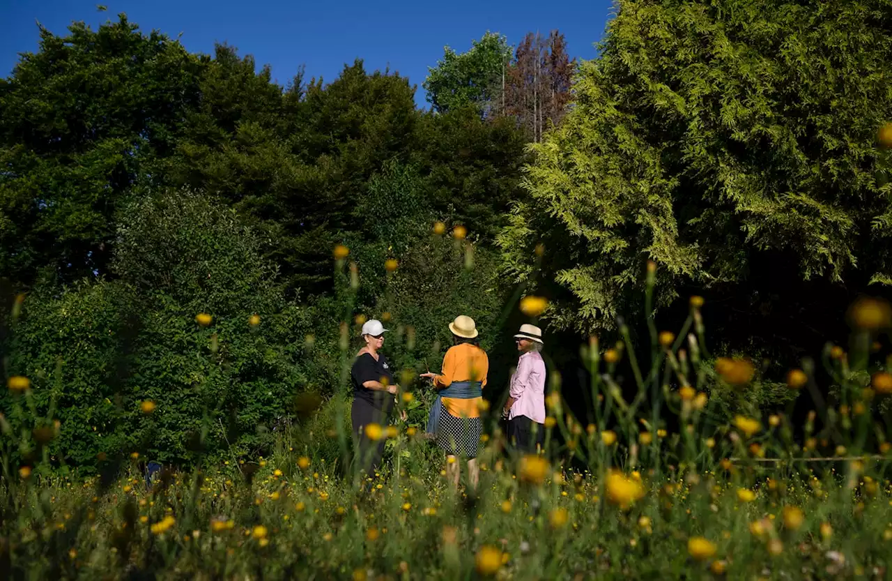 Even in the heart of Vancouver, you can forage for wild food and medicinal plants