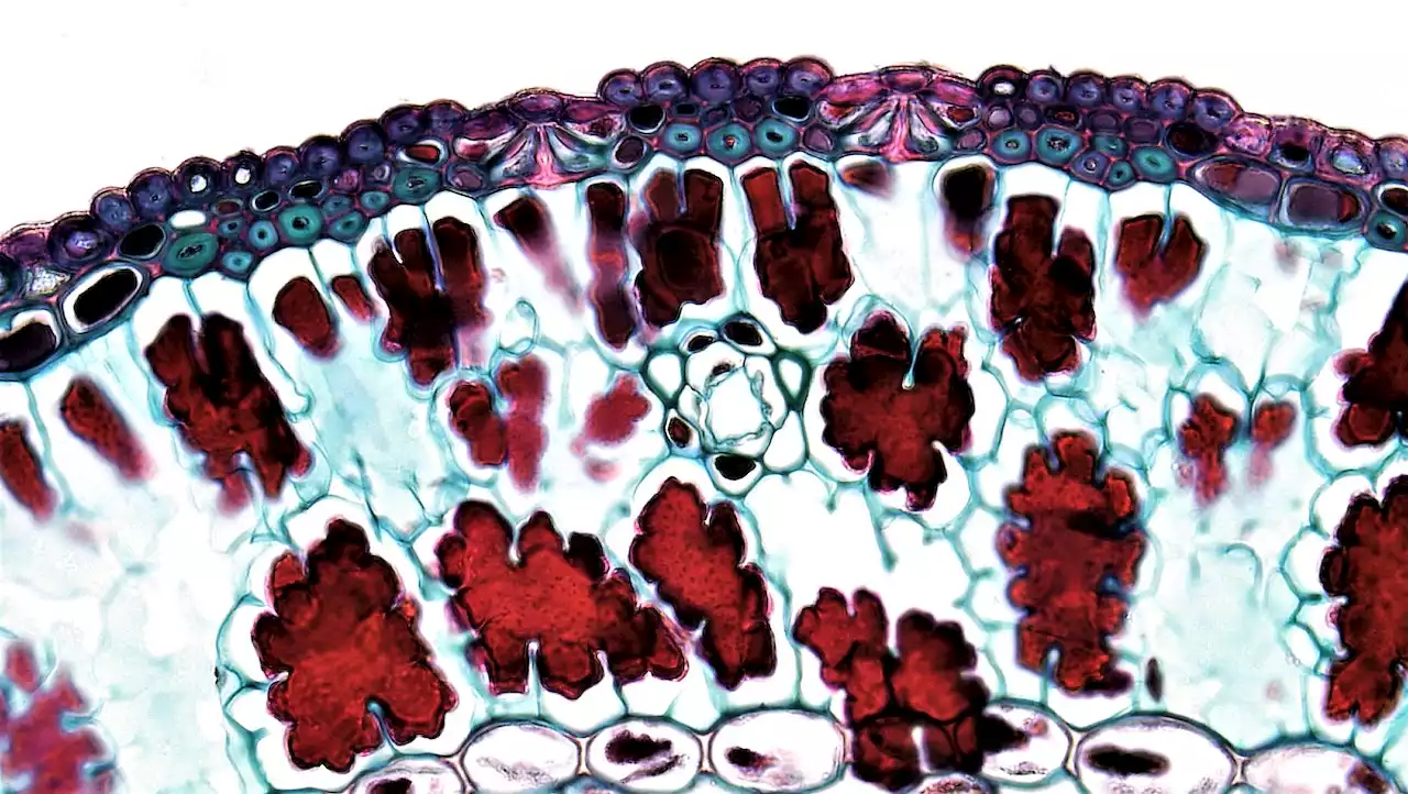 Discovery: Chemical compounds to reverse aging