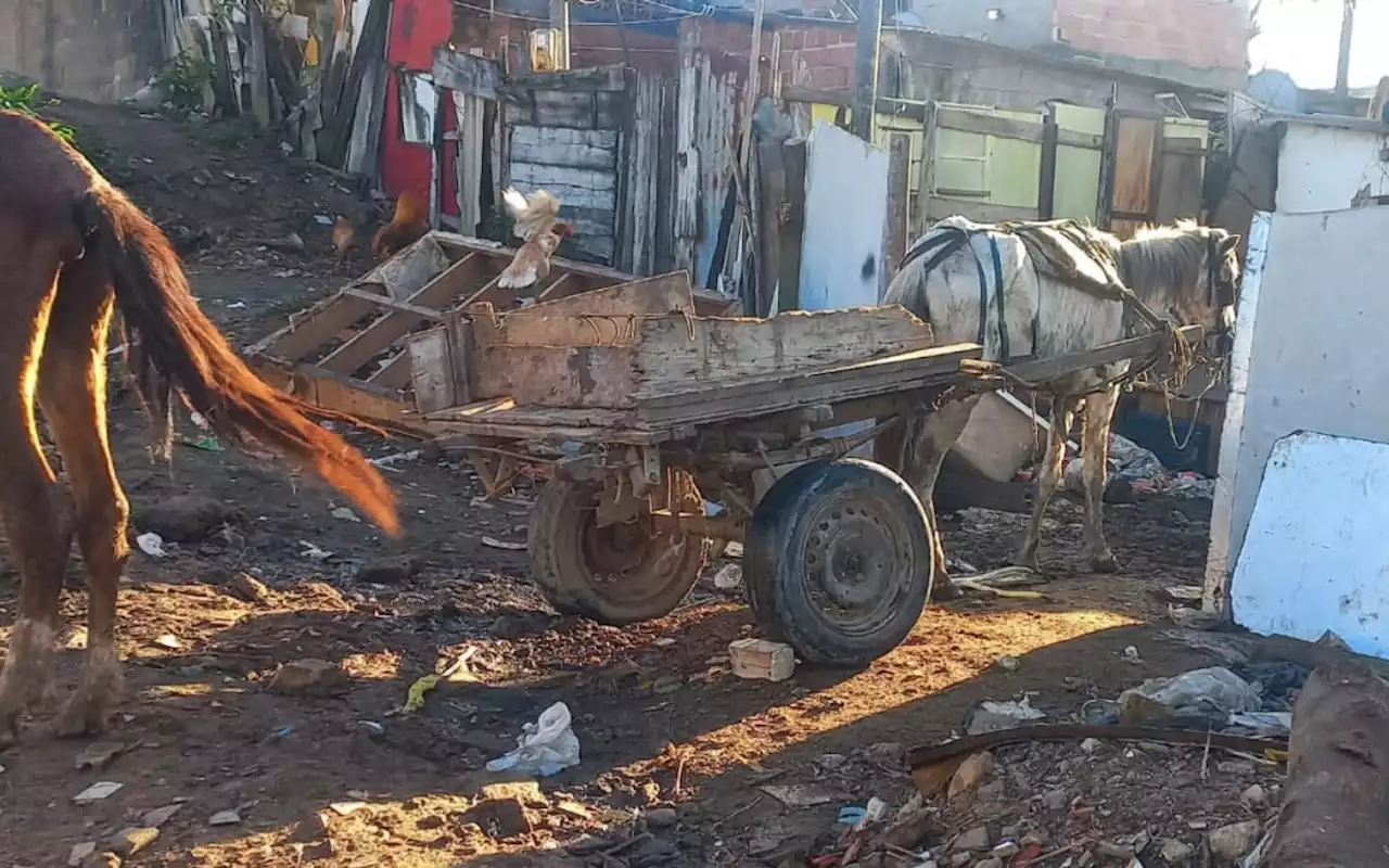 Cavalos vítimas de maus-tratos são resgatados na Zona Oeste | Rio de Janeiro | O Dia