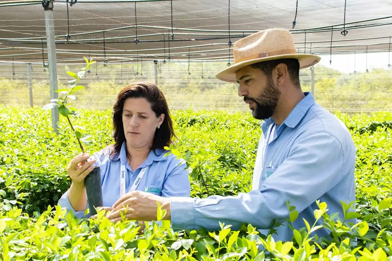 Ganho com práticas sustentáveis na lavoura vai além da receita com produção