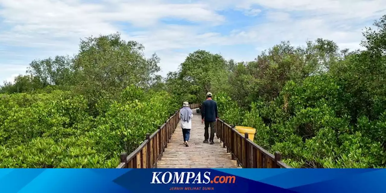 Hutan Mangrove Surabaya Bakal Diresmikan Jadi Kebun Raya