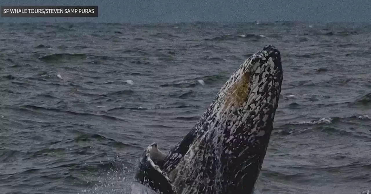 Whales making more appearances in the Bay but local whale tours struggling to operate