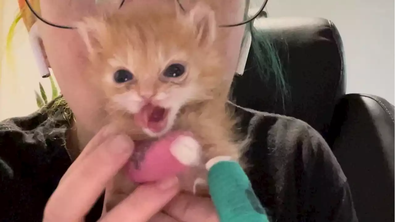 Utah rescue kitty Tater Tot becomes internet superstar while on road to recovery