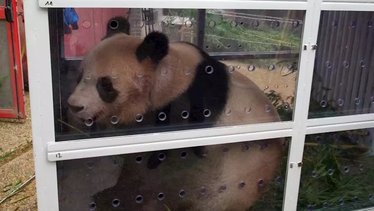 Zoo de Beauval : Yuan Meng, le premier panda né en France, s'envole pour la Chine