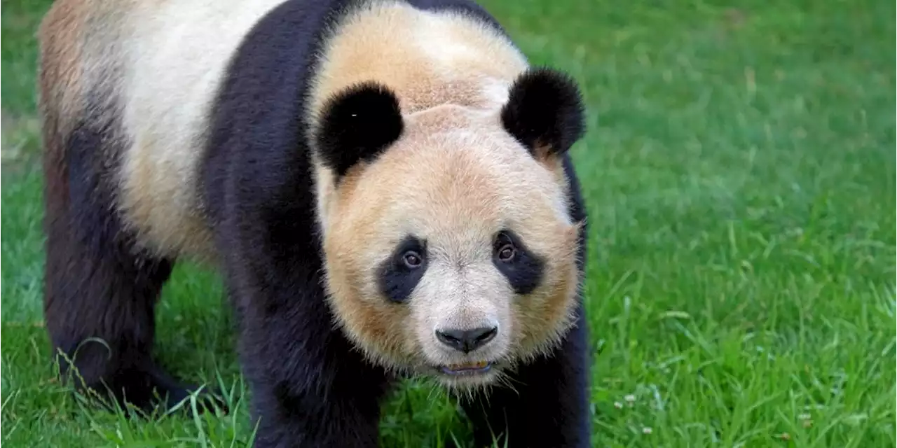 Beauval : le panda Yuan Meng part en Chine pour la survie de l’espèce