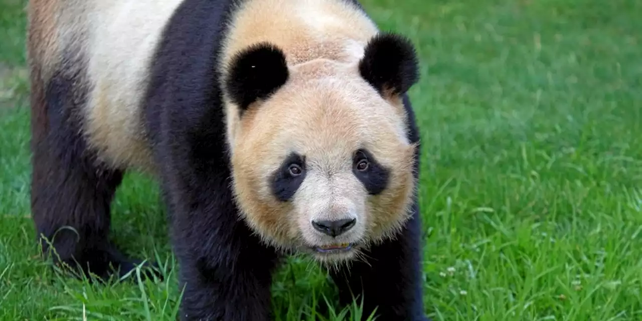 Beauval : trois questions sur le départ de Yuan Meng, premier panda né en France