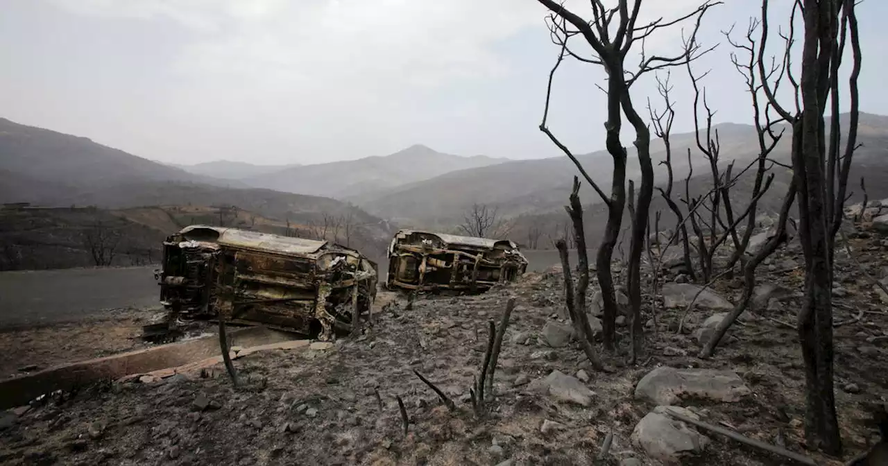 En Algérie et en Tunisie, des incendies balayent la région côtière