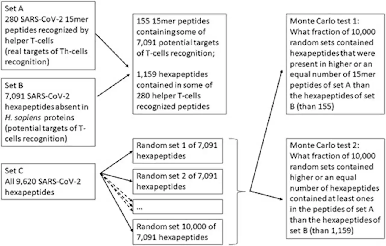 Exposing and exploiting host–parasite arms race clues in SARS-CoV-2: a principally new method for improved T cell immunogenicity prediction
