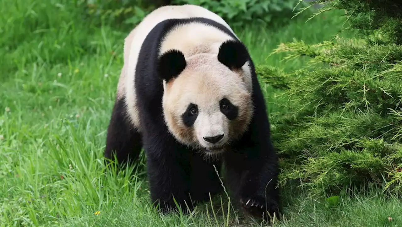 'Un pincement au cœur' : pourquoi Yuan Meng, le panda star du zoo de Beauval, quitte la France pour la Chine