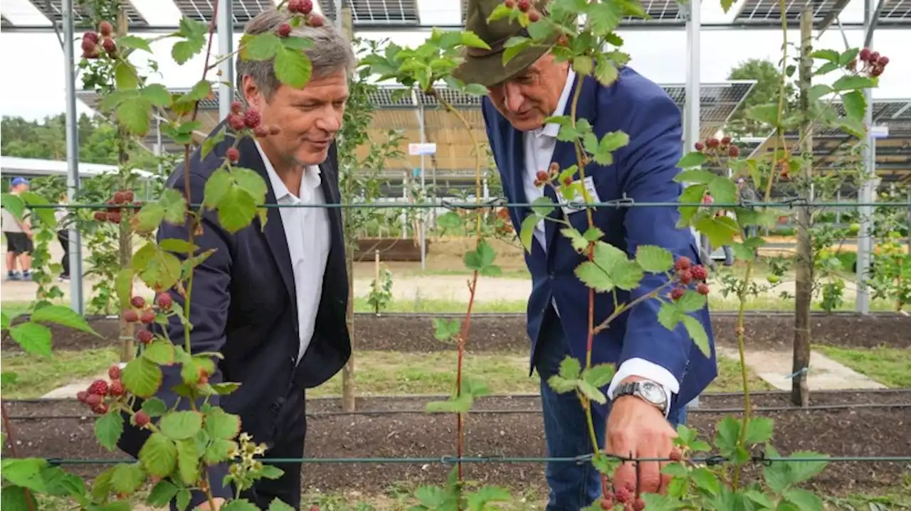 Pflanzenanbau unter Solardächern: Habeck besucht Testzentrum