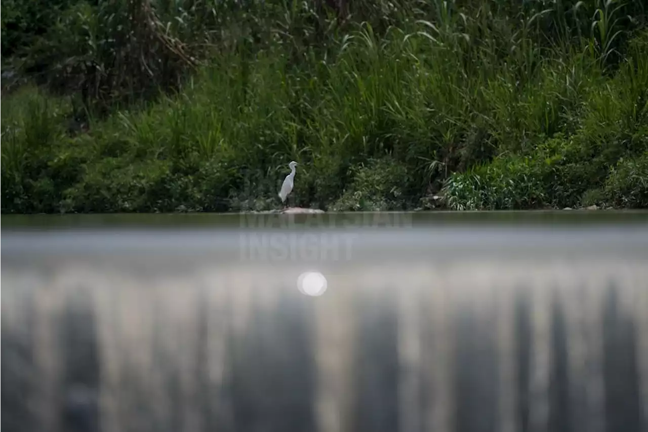 Group calls for swift, harsh action against Perlis river polluter | The Malaysian Insight