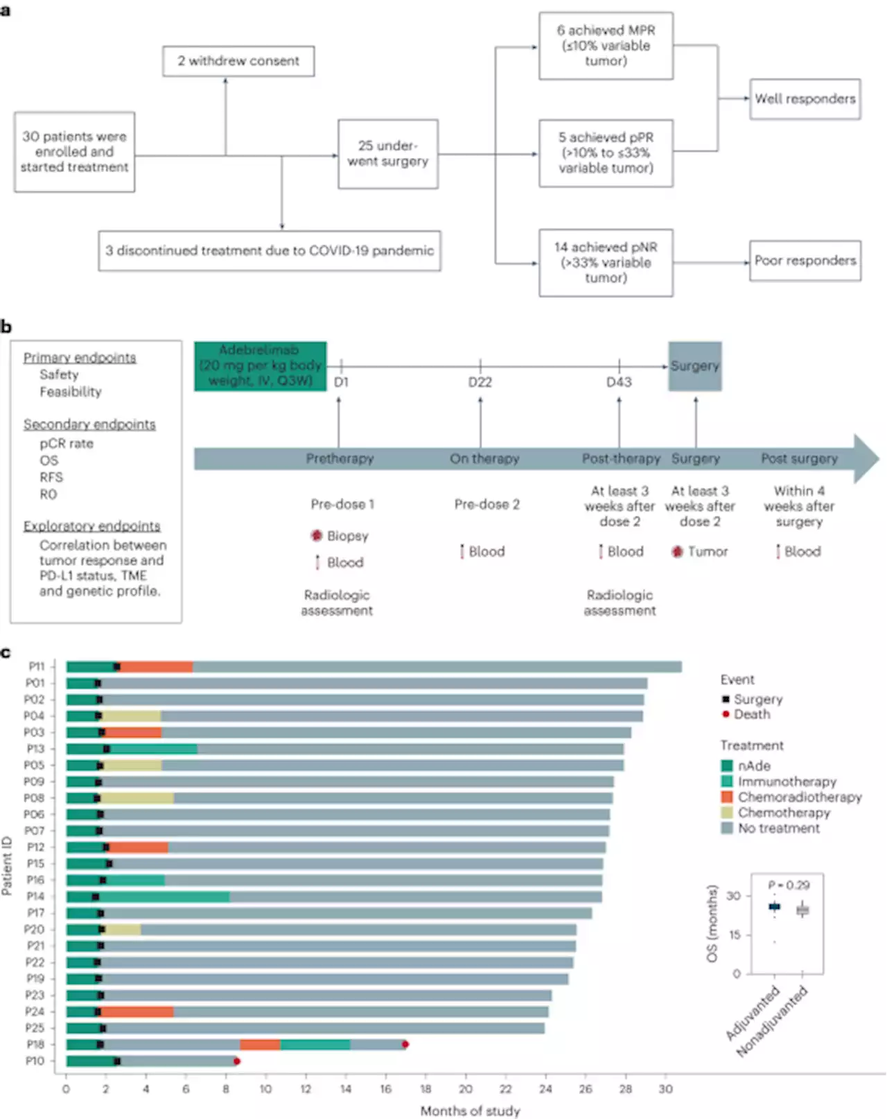 Neoadjuvant adebrelimab in locally advanced resectable esophageal squamous cell carcinoma: a phase 1b trial - Nature Medicine