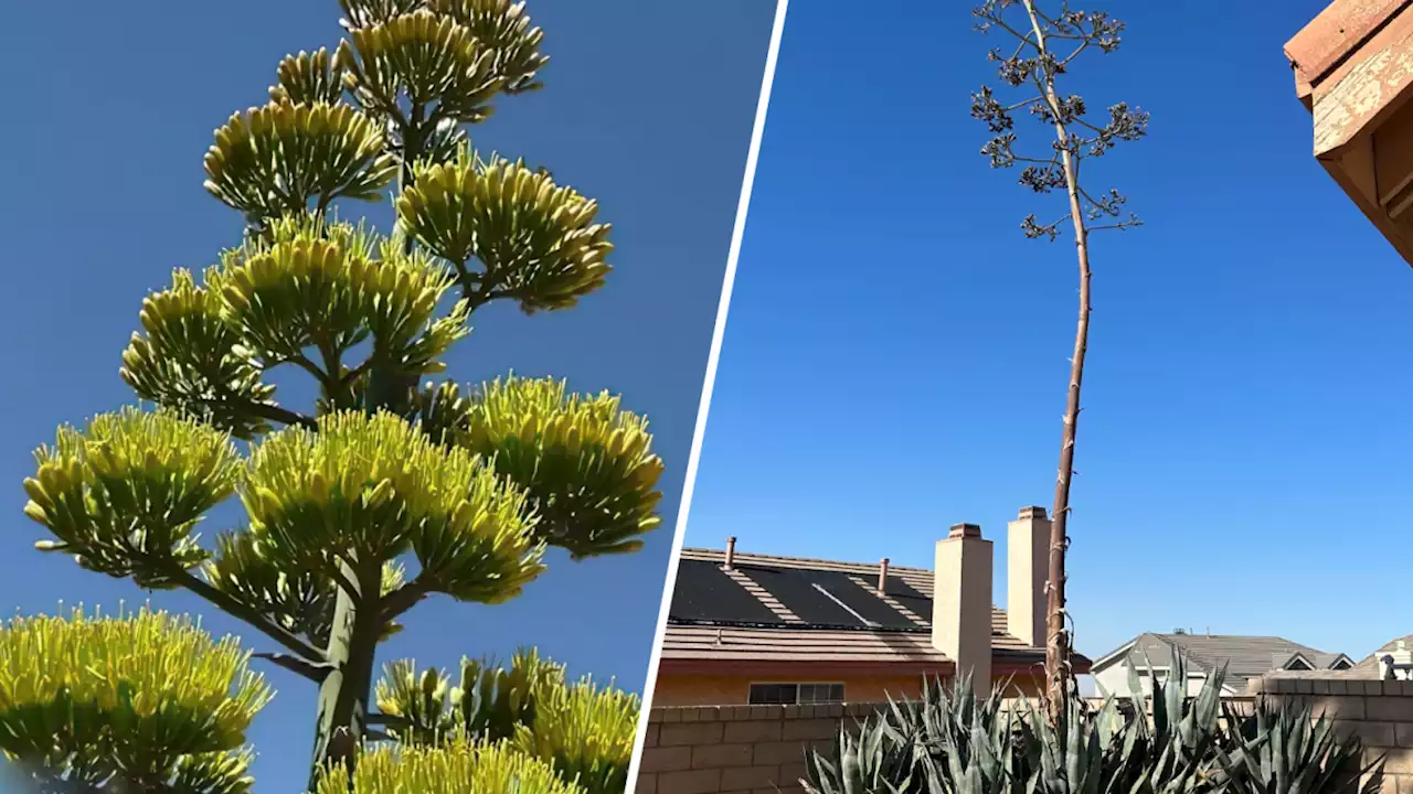 Massive century plant blooms after 30 years in Palmdale man's yard