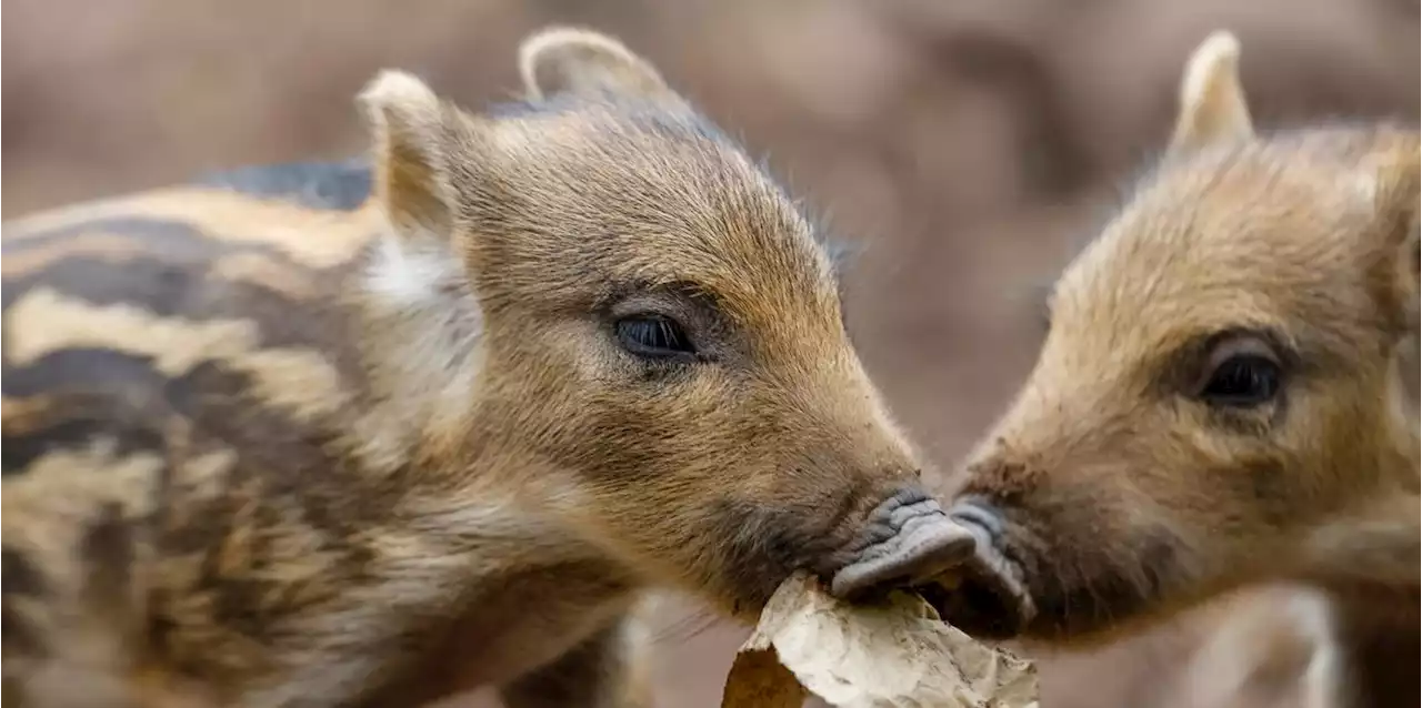 Immer wieder eine Wonne: Putziger Nachwuchs macht das Wildschweingehege in Fürth unsicher