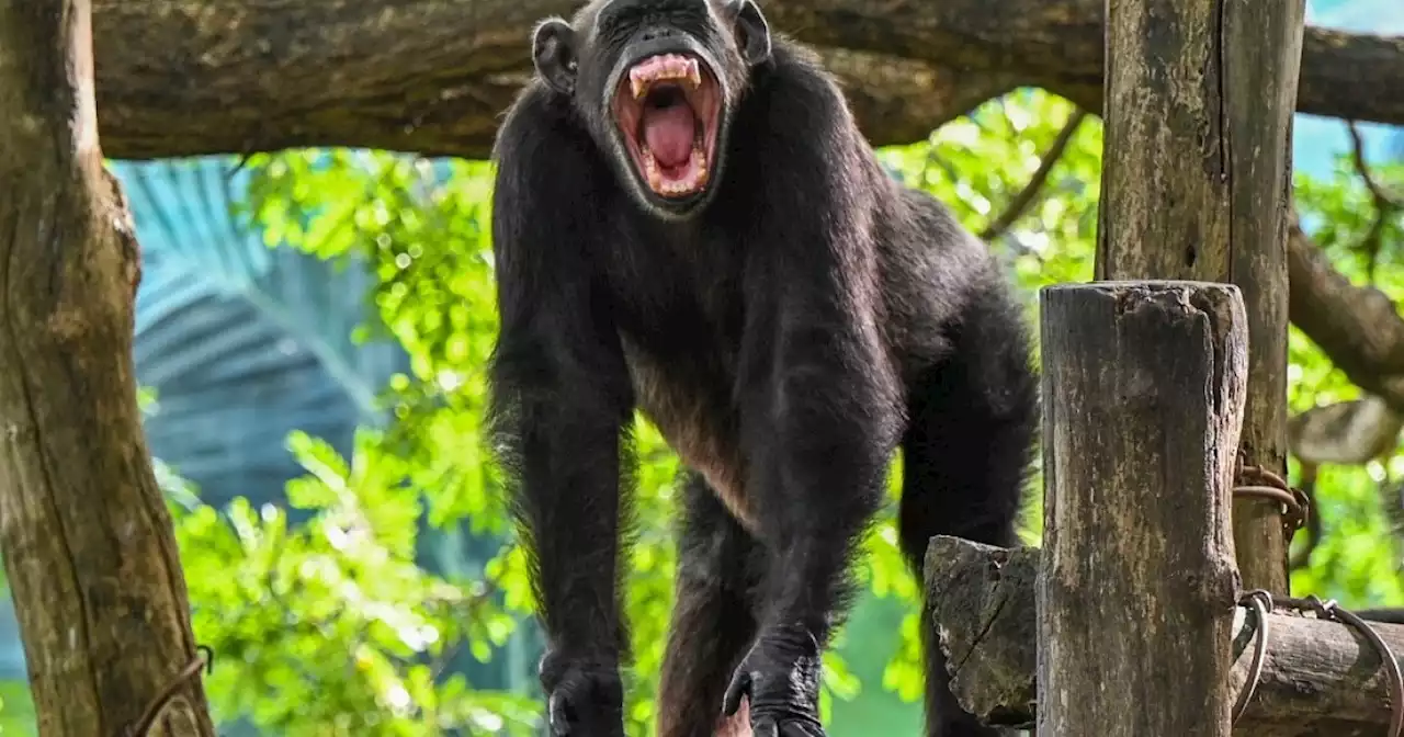 Investigan operativo en que fueron sacrificados dos chimpancés en Pereira