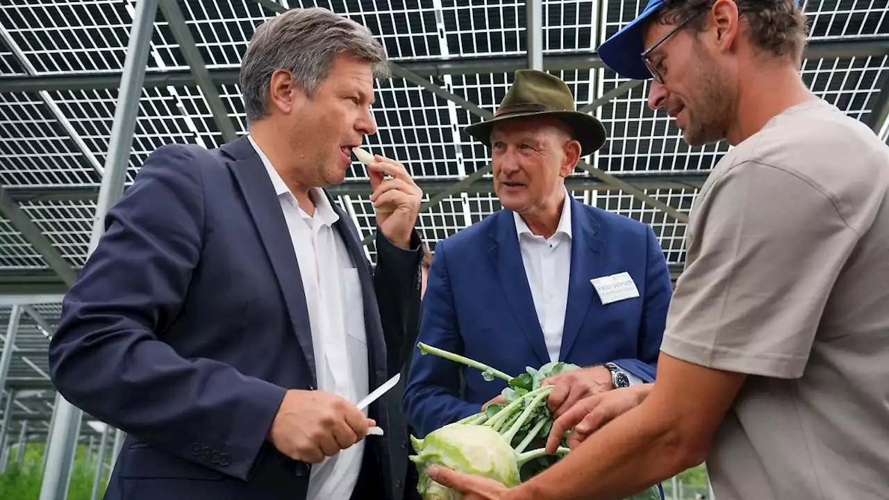 Habeck will mehr Solarzellen über Gemüse-Feldern