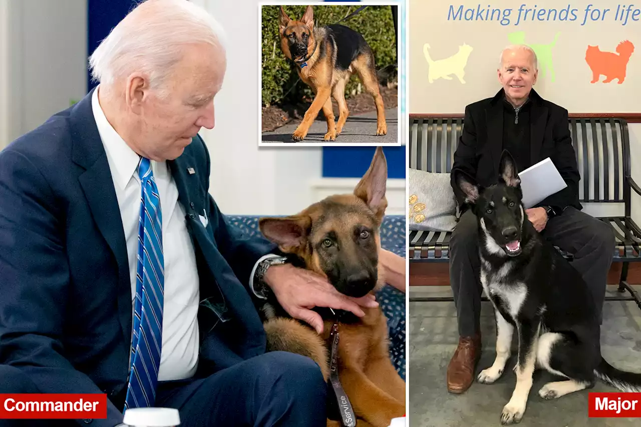 Biden’s dog Commander sent Secret Service officer to hospital, bit 6 others after replacing first pooch Major