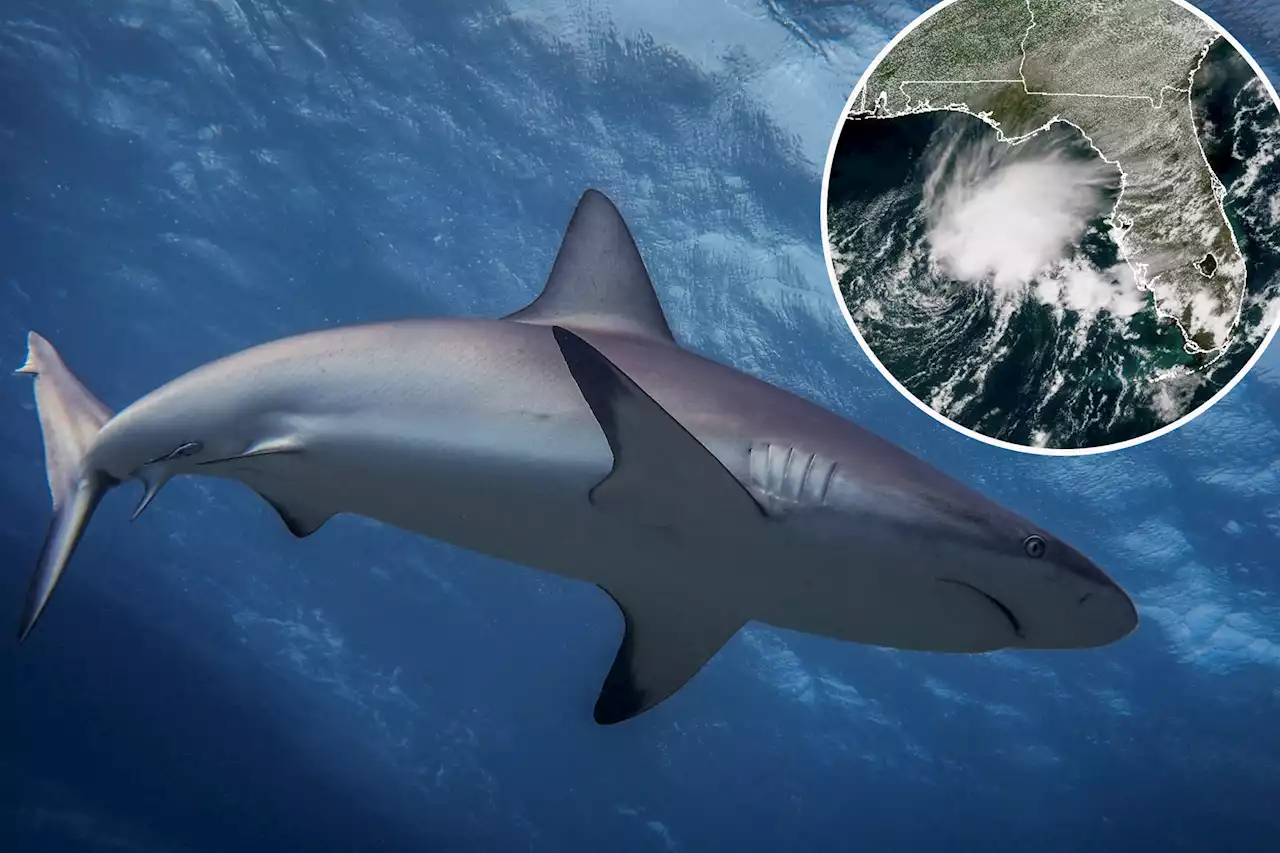 Shark tracking tech may save lives during hurricane season: scientists