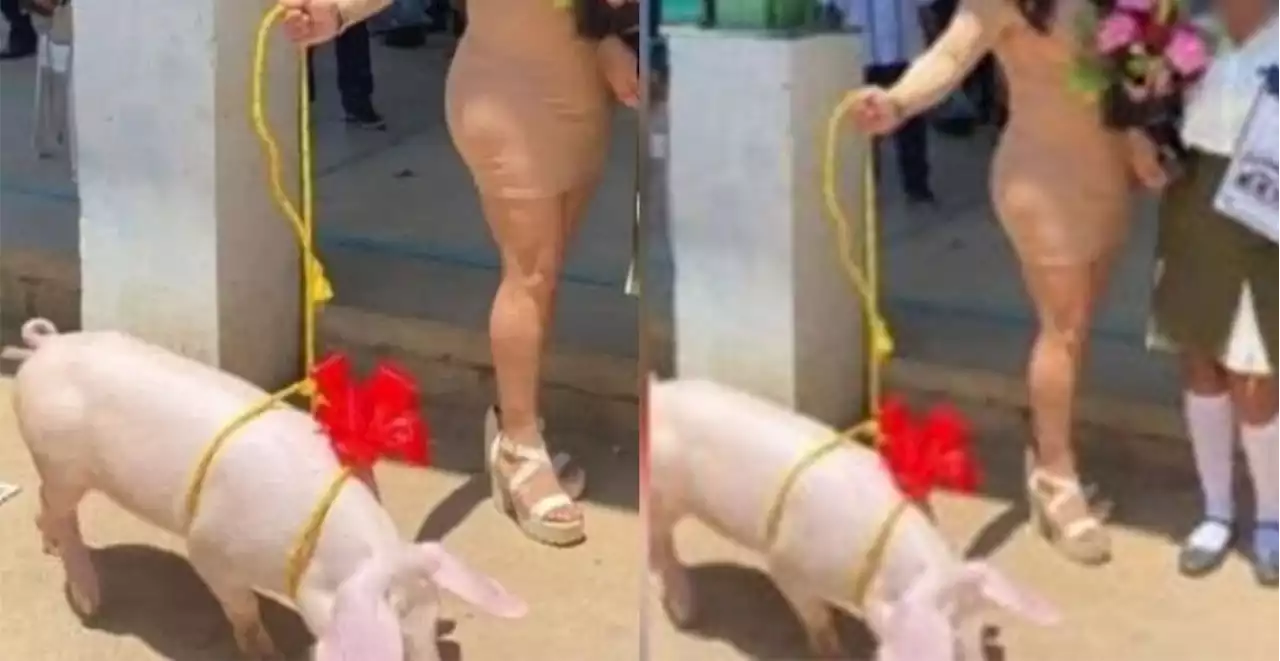 Niña recibe un cerdito como regalo de graduación y se vuelve viral