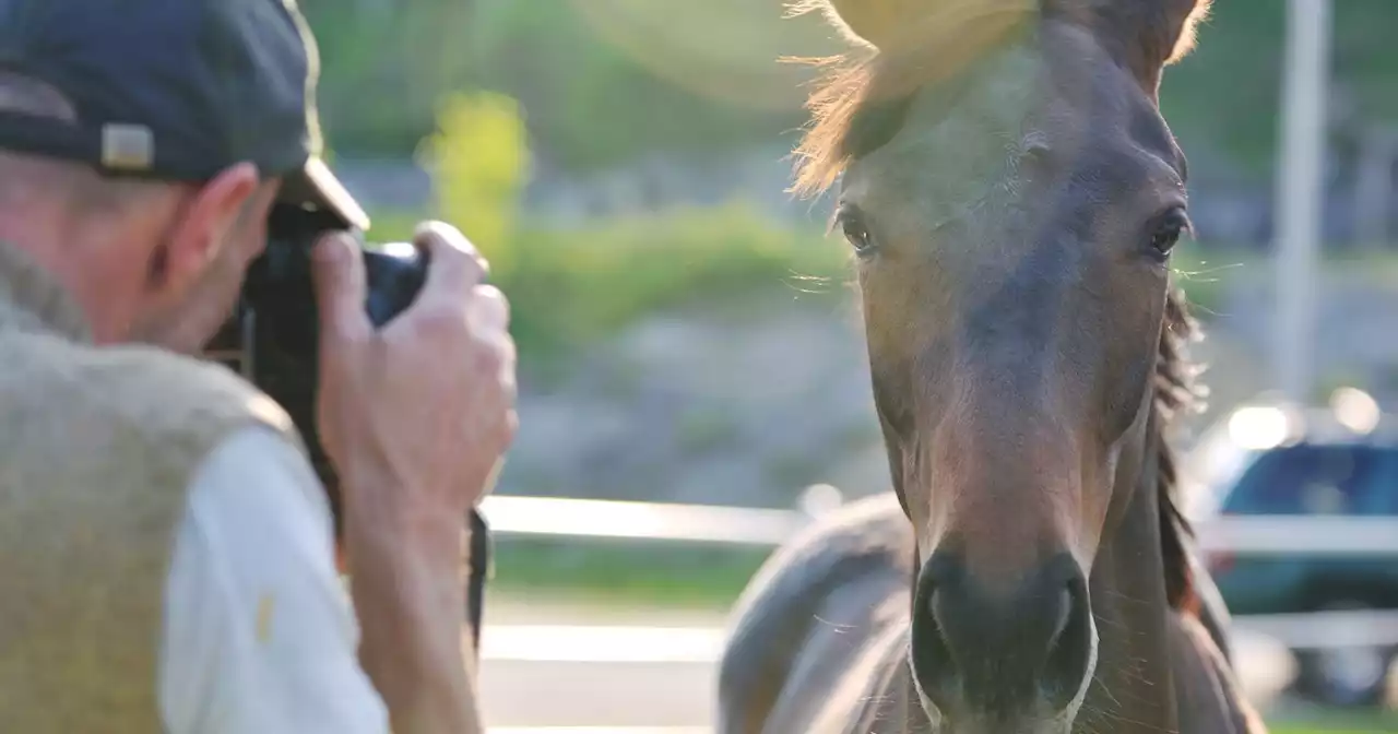 Wannabe Horse Photographer Demands $1,000 for Training