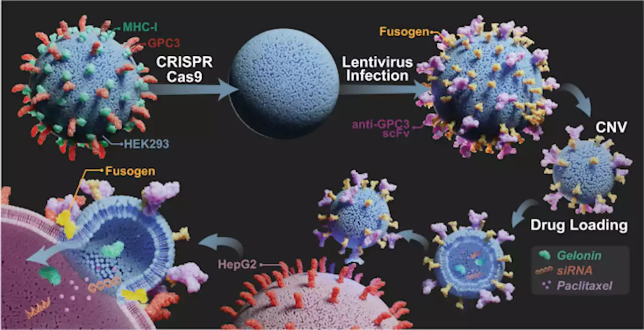 Bioinspired engineering of fusogen and targeting moiety equipped nanovesicles - Nature Communications