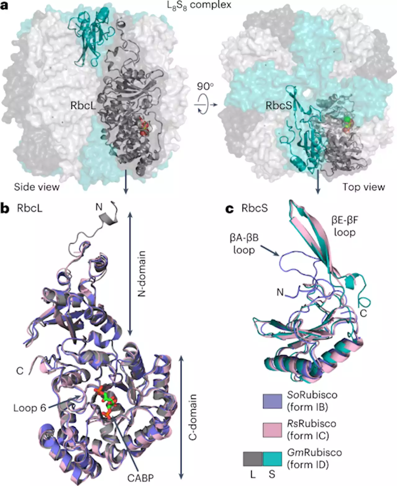 Grafting Rhodobacter sphaeroides with red algae Rubisco to accelerate catalysis and plant growth - Nature Plants