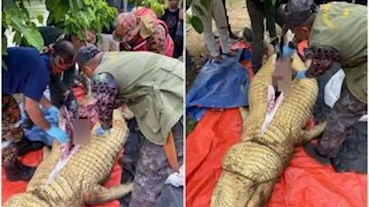 Restos mortais de homem desaparecido são recuperados de estômago de crocodilo, na Malásia