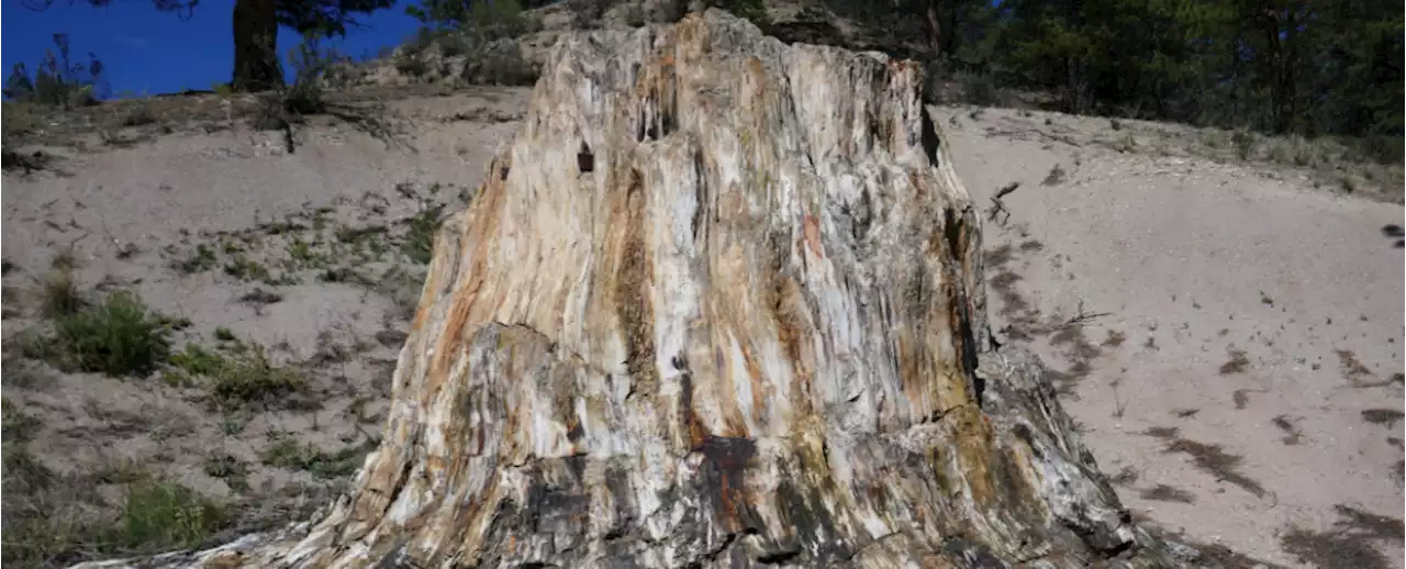 Exquisitely Preserved Fossil Forest Uncovered in Japan