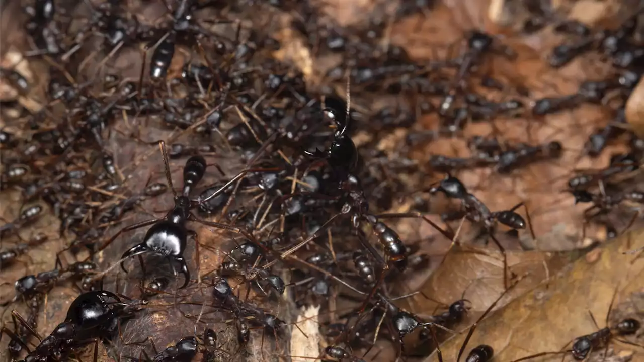 Some African birds follow nomadic ants to their next meal