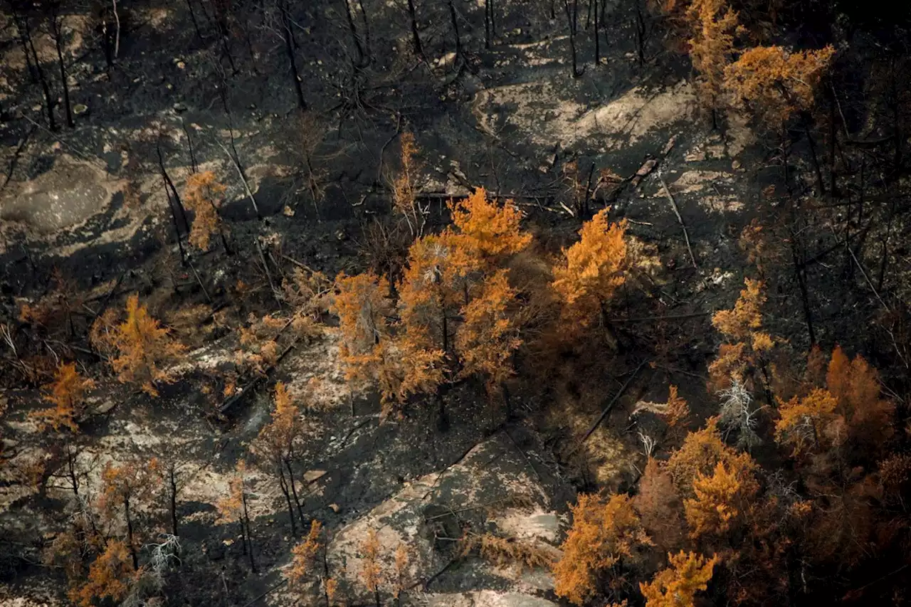 'A job from hell': Ontario is losing forest firefighters as blazes get worse