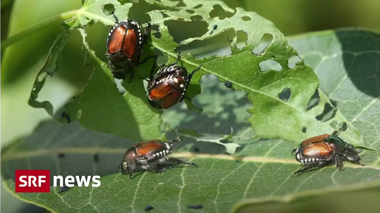 Invasive Art - Japankäfer in Kloten entdeckt: Kanton will Schädling tilgen