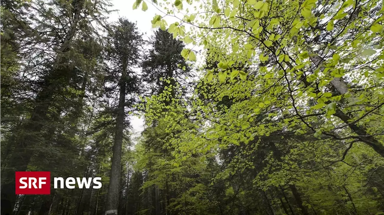 Schweizer Wald - Wälder leiden unter jahrelangem Wasserdefizit