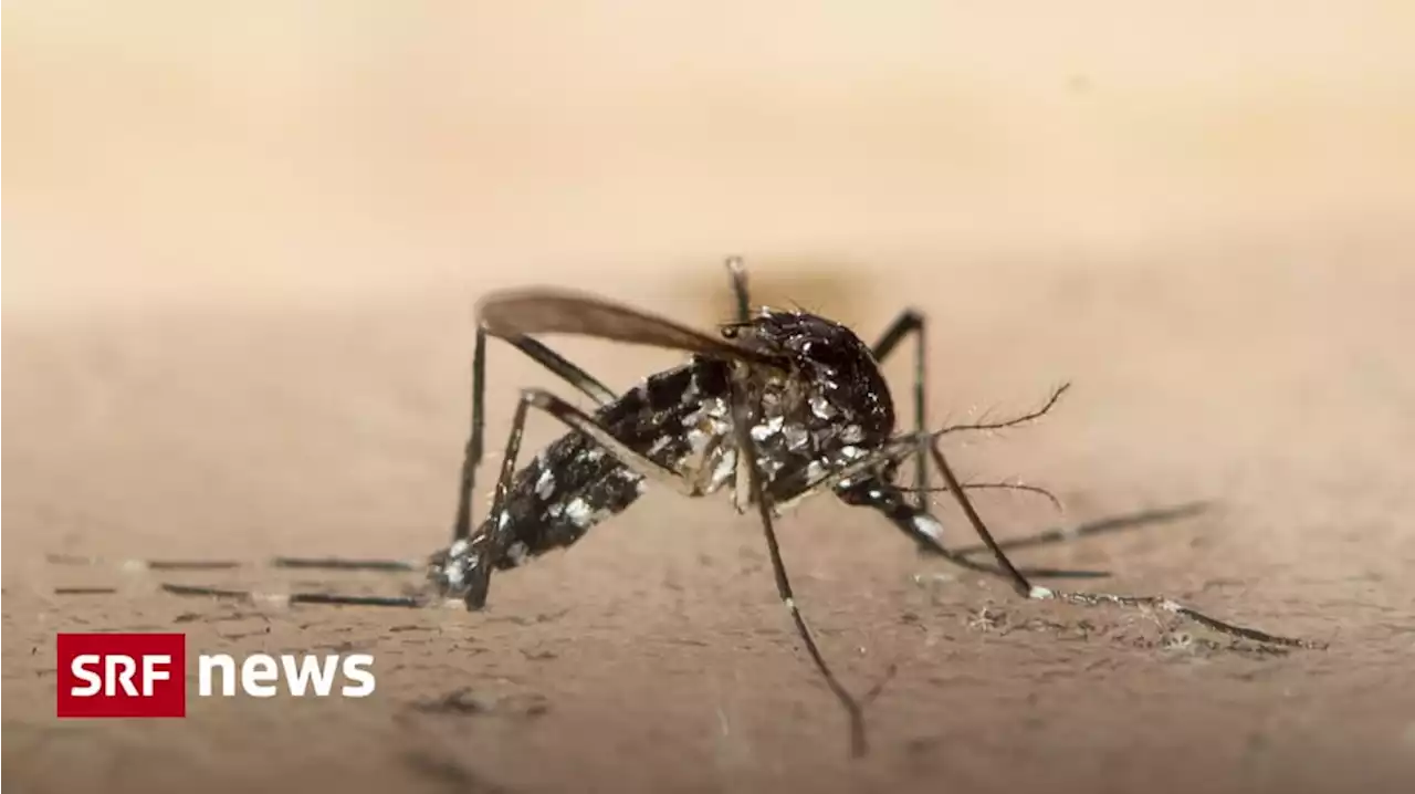 Tropenkrankheit - Das Dengue-Fieber breitet sich weiter aus