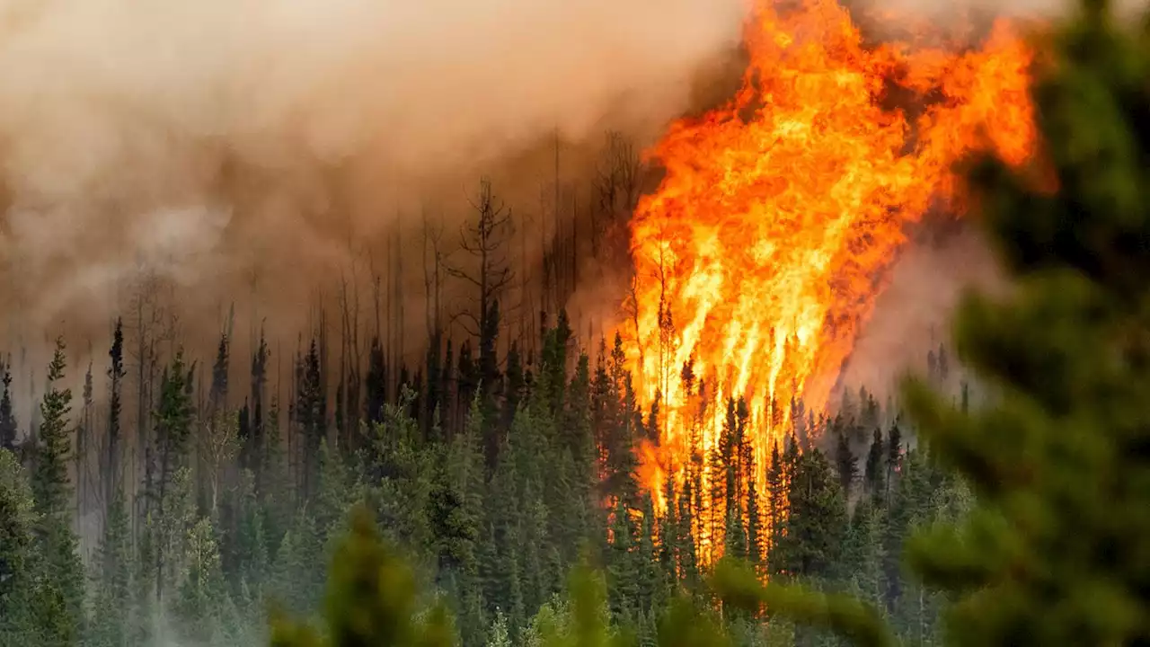 Brennpunkt Wald: Ist der Klimawandel schuld am Flammeninferno in Südeuropa? (stern+)