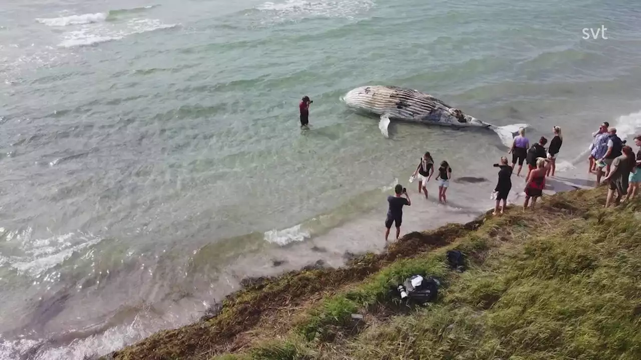 Död val hittades strandad i Skanör