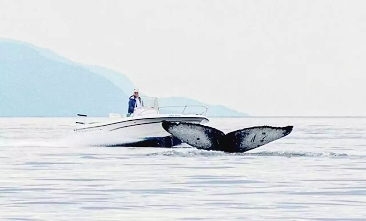 Whale-watchers horrified after humpback nearly struck off Quadra Island