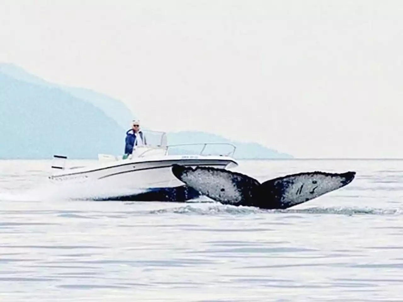 B.C. whale-watchers horrified after humpback nearly struck by speeding boat