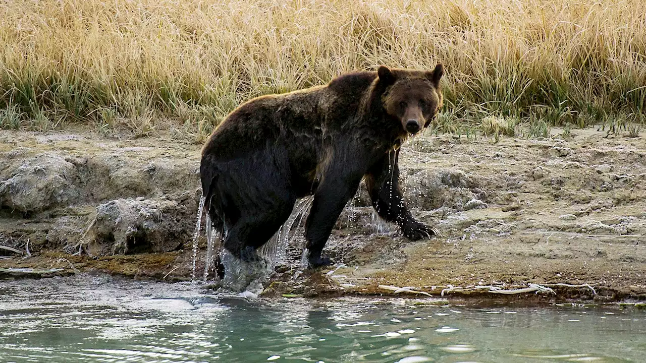 Woman Killed At Yellowstone National Park After Grizzly Bear Encounter | Weather.com