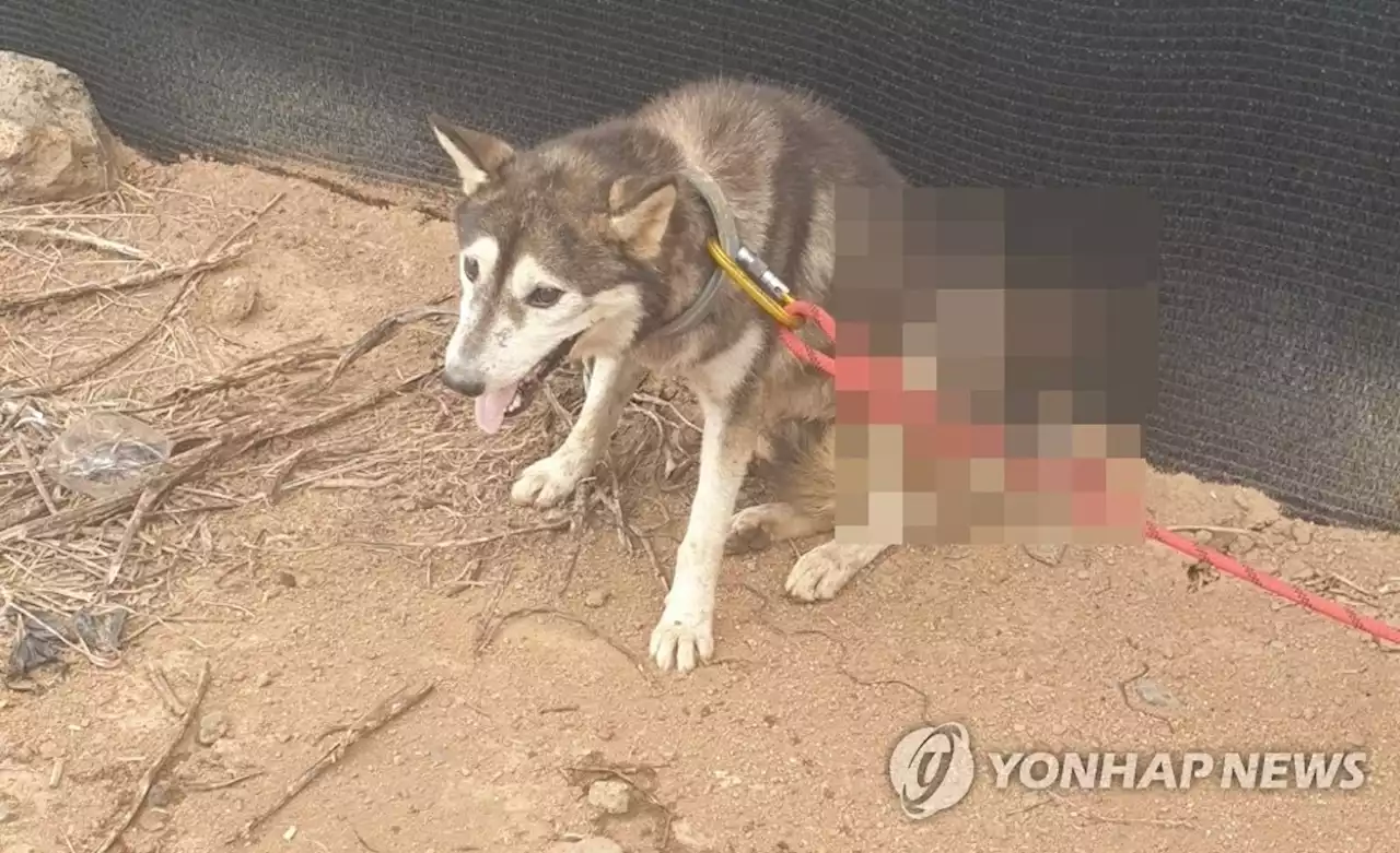 '떠돌이 개에 화살 쏴 관통' 40대 재판행…'닭장 덮쳐 악감정' | 연합뉴스