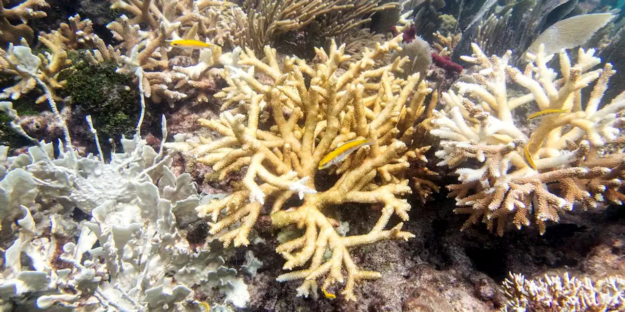 Florida Keys coral reefs are already bleaching as water temps hit record highs, scientists say