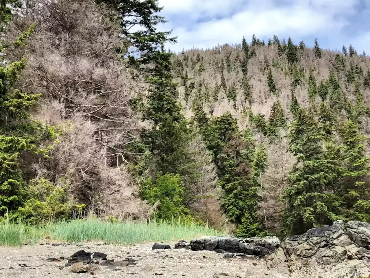 Scientists say Tongass trees could bounce back from budworm infestation