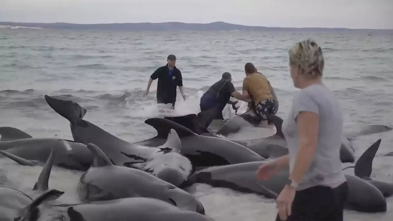 Nearly 100 pilot whales strand themselves on an Australian beach. Half have died despite efforts