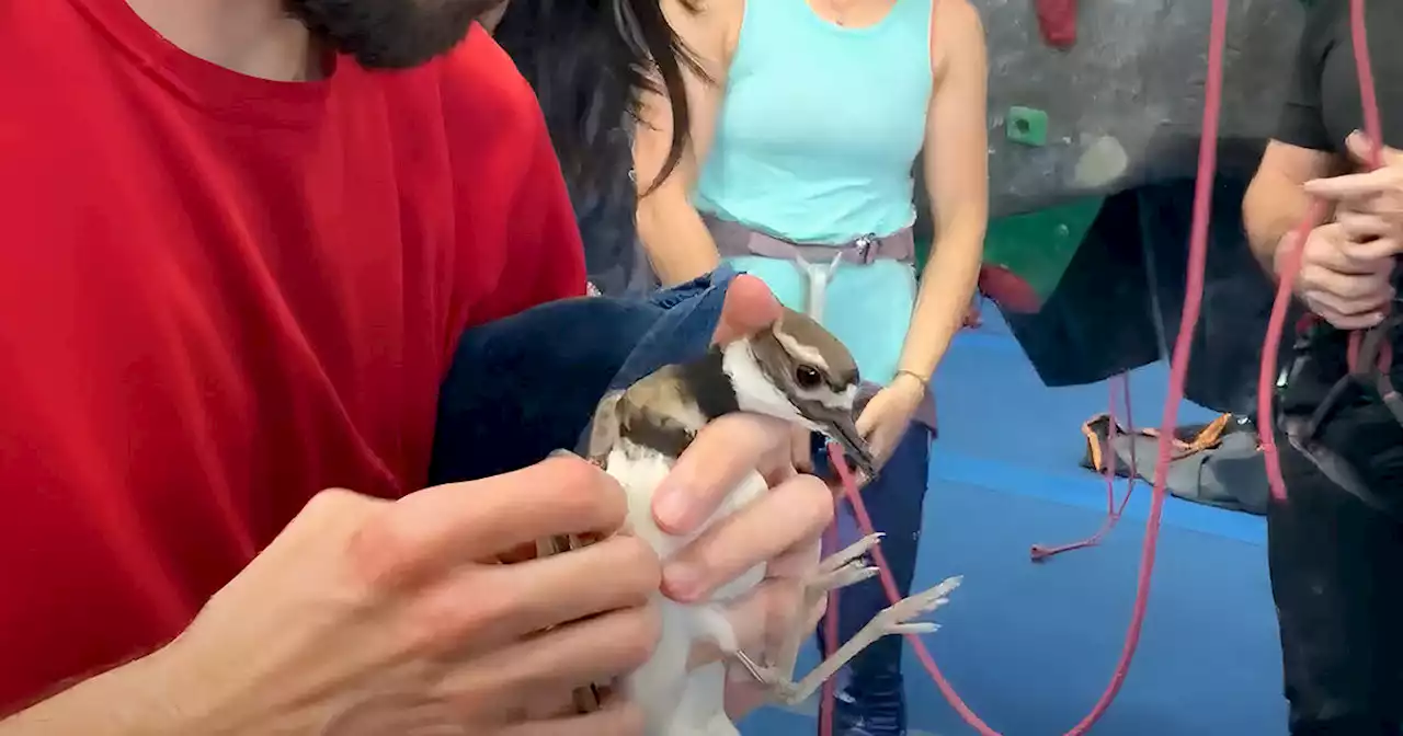 Stunning video shows rock climbers teaming up to epically save bird stuck in Toronto gym