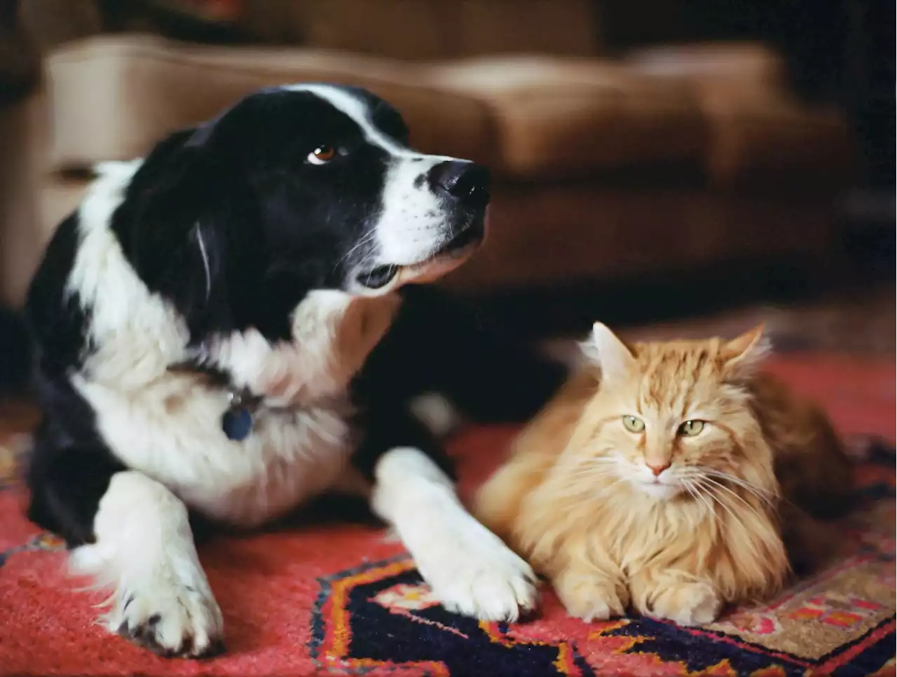 Esta es la forma correcta de darle medicamentos a un gato o perro: tome nota