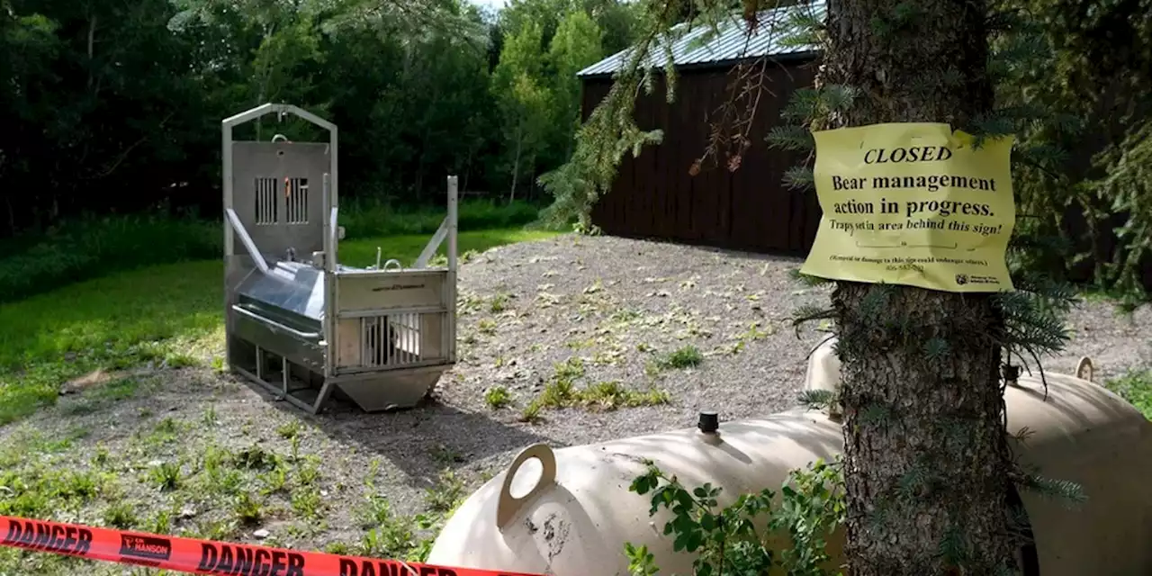 Traps removed after no sign of the grizzly that killed a woman near Yellowstone